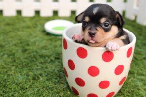 Read more about the article Tipps zur korrekten Haltung von Hunden