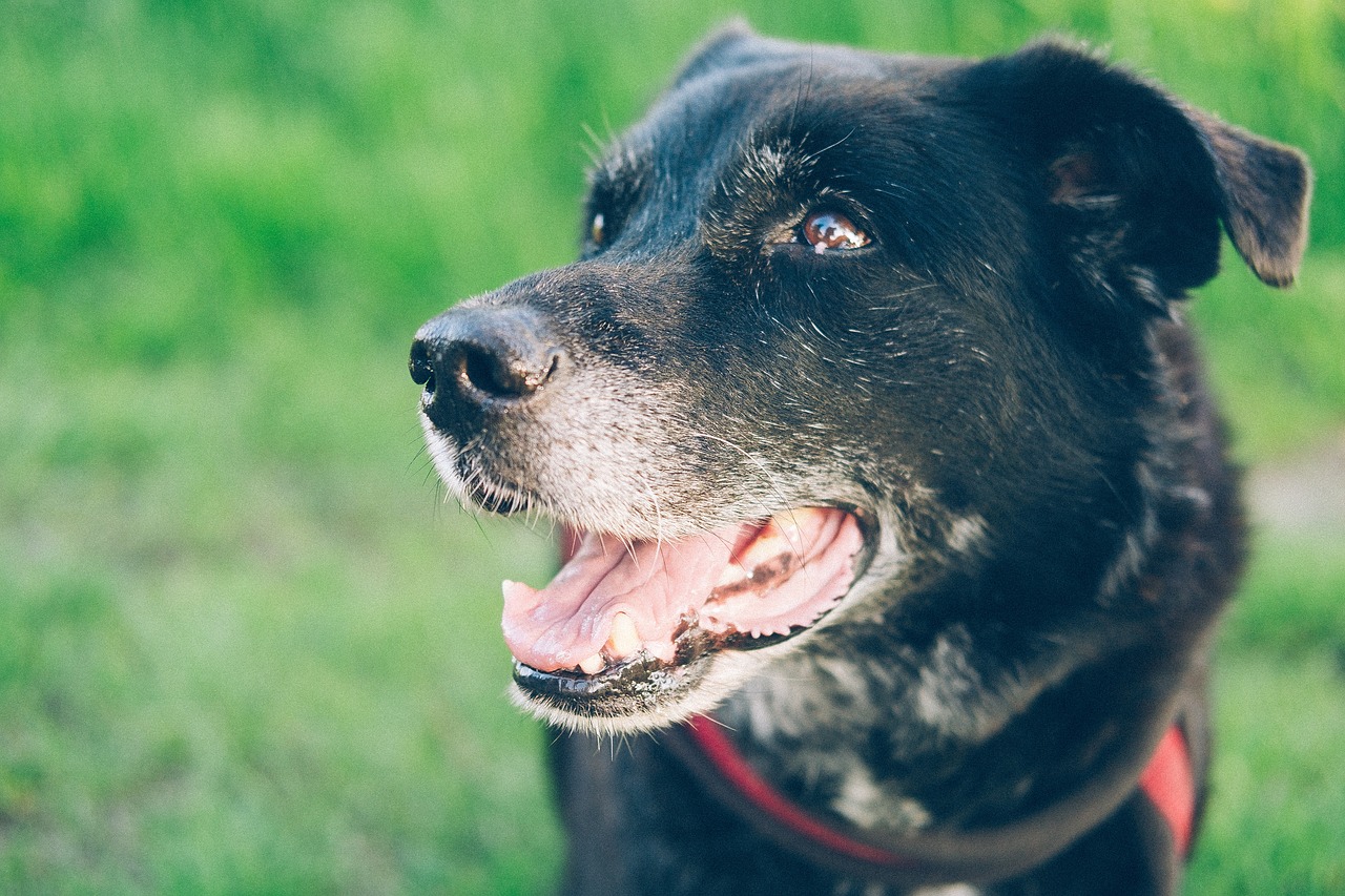 You are currently viewing Vermehrtes Bellen oder aggressives Verhalten bei Hunden